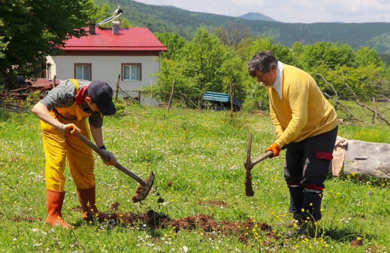Two farmers digging in a sunny, grassy field near a house, surrounded by lush greenery.